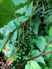 Smilax riparia