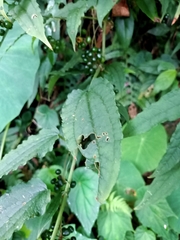 Smilax riparia
