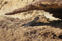 Trapelus flavimaculatus