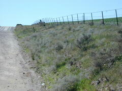 Acanthocladium dockeri