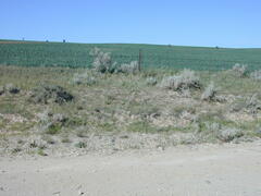 Acanthocladium dockeri