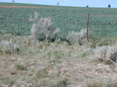 Acanthocladium dockeri