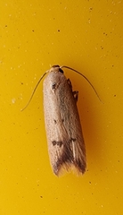 Tachystola hemisema