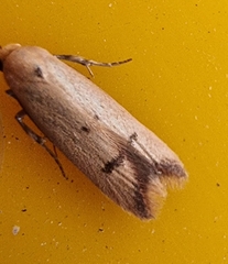 Tachystola hemisema