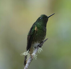 Boissonneaua flavescens