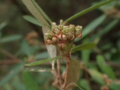 Phebalium squamulosum