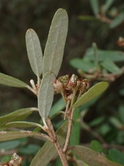 Phebalium squamulosum