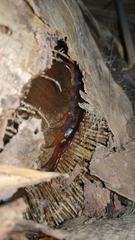Scolopendra dehaani