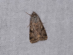 Heliothis punctifera