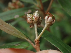 Phebalium squamulosum