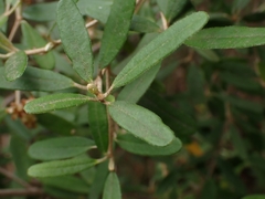 Phebalium squamulosum