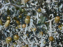 Acanthocladium dockeri