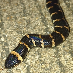 Cylindrophis jodiae
