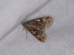 Heliothis punctifera