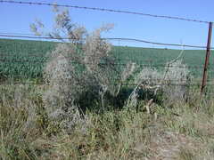 Acanthocladium dockeri