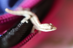 Lepidodactylus lugubris