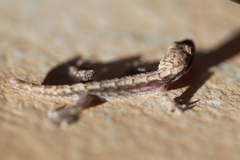 Lepidodactylus lugubris