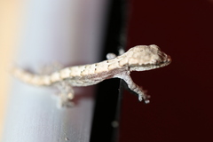 Lepidodactylus lugubris