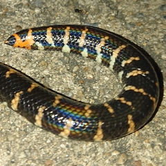 Cylindrophis jodiae