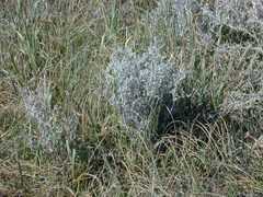 Acanthocladium dockeri