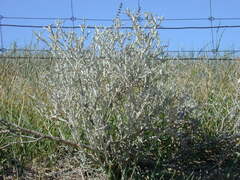 Acanthocladium dockeri