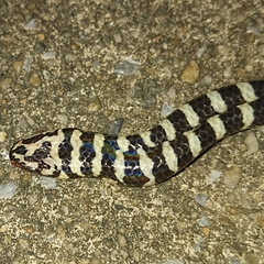 Cylindrophis jodiae