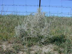 Acanthocladium dockeri