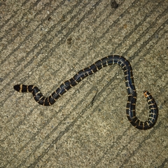 Cylindrophis jodiae