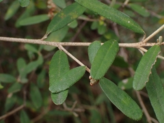 Phebalium squamulosum