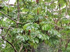 Cecropia obtusifolia