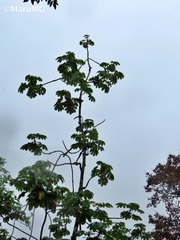 Cecropia obtusifolia