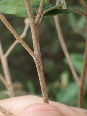 Phebalium squamulosum