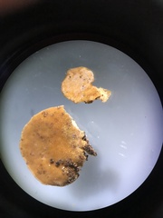 Rigidoporus