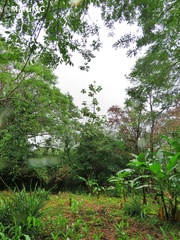 Cecropia obtusifolia