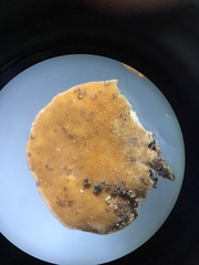 Rigidoporus