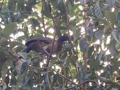 Ortalis poliocephala