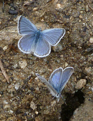 Plebejus anna