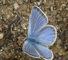 Plebejus anna