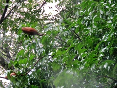 Swietenia macrophylla