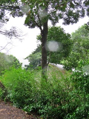 Swietenia macrophylla