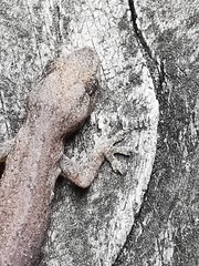 Hemidactylus frenatus