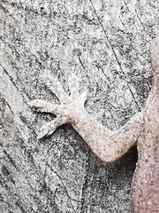 Hemidactylus frenatus