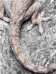 Hemidactylus frenatus