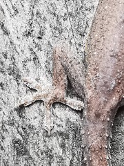 Hemidactylus frenatus