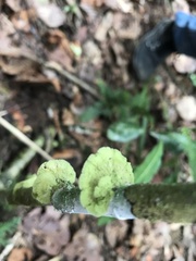 Cora glabrata
