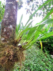 Oncidium sphacelatum