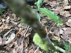 Cora glabrata