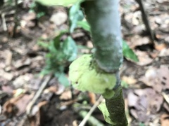 Cora glabrata