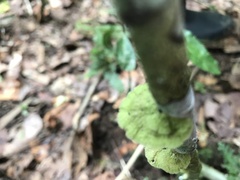 Cora glabrata