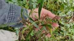 Dodonaea viscosa angustifolia
